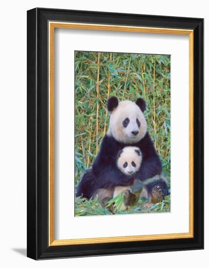 Panda And Baby-null-Framed Premium Giclee Print