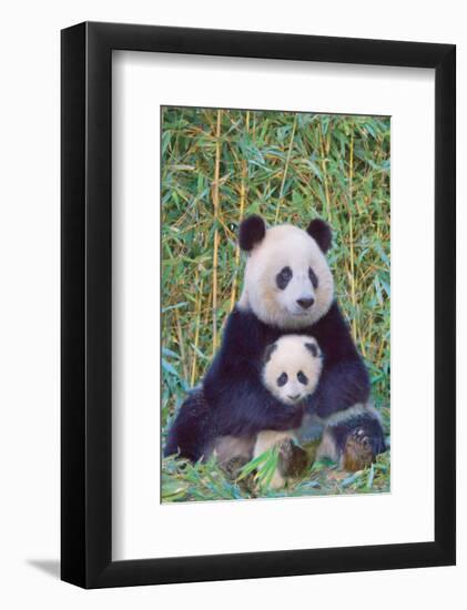 Panda And Baby-null-Framed Premium Giclee Print