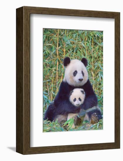 Panda And Baby-null-Framed Premium Giclee Print