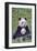 Panda And Baby-null-Framed Art Print