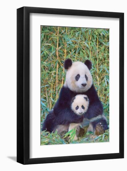 Panda And Baby-null-Framed Art Print