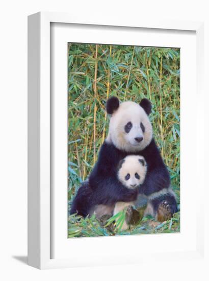 Panda And Baby-null-Framed Art Print