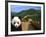 Panda and Great Wall of China-Bill Bachmann-Framed Photographic Print