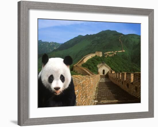 Panda and Great Wall of China-Bill Bachmann-Framed Photographic Print