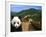 Panda and Great Wall of China-Bill Bachmann-Framed Photographic Print