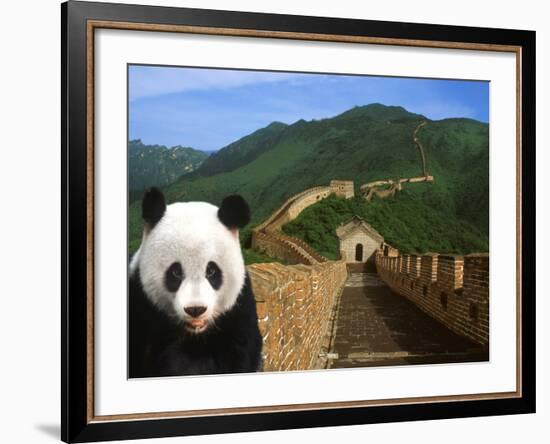 Panda and Great Wall of China-Bill Bachmann-Framed Photographic Print