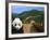 Panda and Great Wall of China-Bill Bachmann-Framed Photographic Print