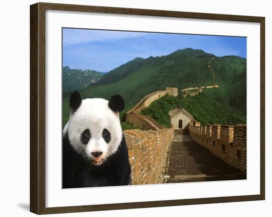 Panda and Great Wall of China-Bill Bachmann-Framed Photographic Print