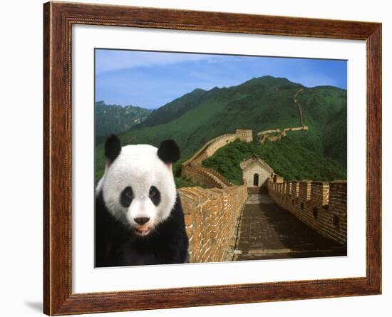 Panda and Great Wall of China-Bill Bachmann-Framed Photographic Print