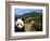 Panda and Great Wall of China-Bill Bachmann-Framed Photographic Print