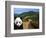 Panda and Great Wall of China-Bill Bachmann-Framed Photographic Print