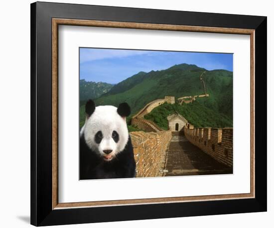 Panda and Great Wall of China-Bill Bachmann-Framed Photographic Print