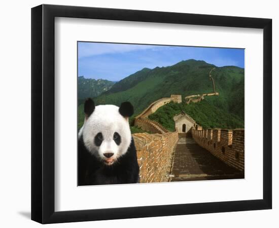 Panda and Great Wall of China-Bill Bachmann-Framed Photographic Print