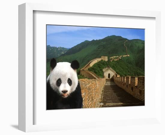 Panda and Great Wall of China-Bill Bachmann-Framed Photographic Print