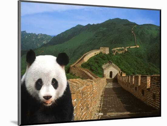 Panda and Great Wall of China-Bill Bachmann-Mounted Photographic Print