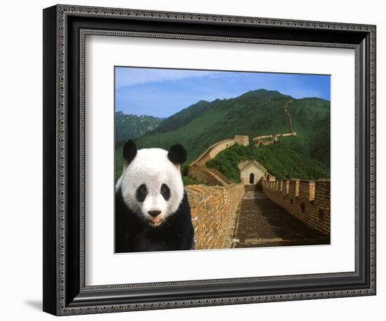 Panda and Great Wall of China-Bill Bachmann-Framed Photographic Print