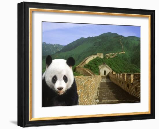 Panda at the Great Wall of China-Bill Bachmann-Framed Photographic Print