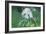 Panda Bear-Whoartnow-Framed Giclee Print