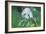 Panda Bear-Whoartnow-Framed Giclee Print