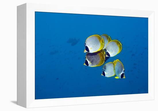 Panda Butterflyfish-Georgette Douwma-Framed Premier Image Canvas