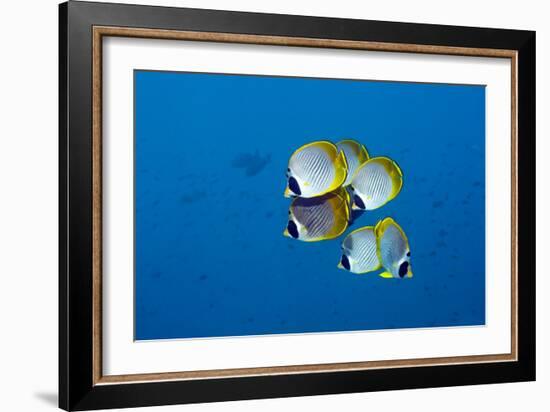 Panda Butterflyfish-Georgette Douwma-Framed Photographic Print