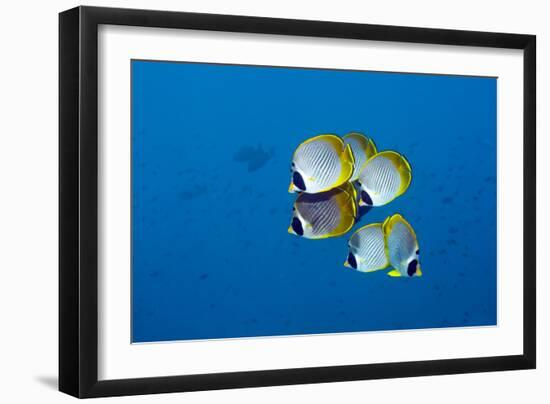 Panda Butterflyfish-Georgette Douwma-Framed Photographic Print