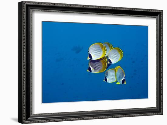 Panda Butterflyfish-Georgette Douwma-Framed Photographic Print