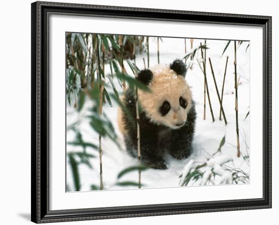 Panda Cub on Snow, Wolong, Sichuan, China-Keren Su-Framed Photographic Print