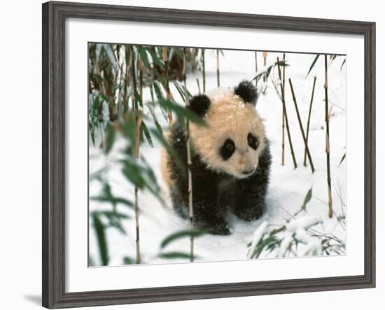 Panda Cub on Snow, Wolong, Sichuan, China-Keren Su-Framed Photographic Print