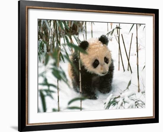 Panda Cub on Snow, Wolong, Sichuan, China-Keren Su-Framed Photographic Print