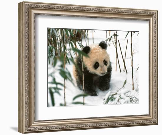 Panda Cub on Snow, Wolong, Sichuan, China-Keren Su-Framed Photographic Print