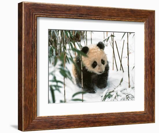 Panda Cub on Snow, Wolong, Sichuan, China-Keren Su-Framed Photographic Print