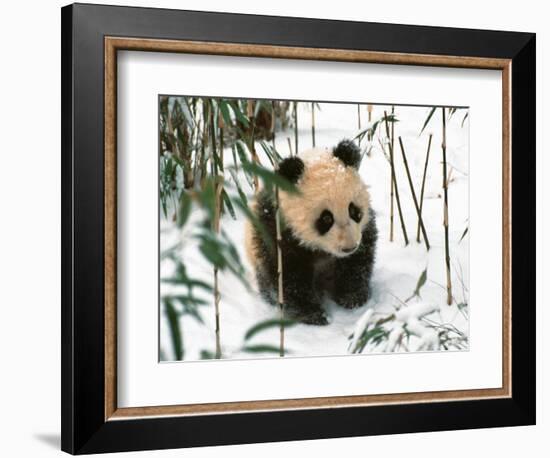 Panda Cub on Snow, Wolong, Sichuan, China-Keren Su-Framed Photographic Print