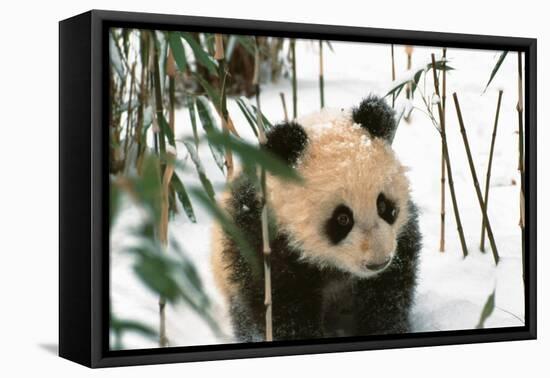 Panda Cub on Snow, Wolong, Sichuan, China-Keren Su-Framed Premier Image Canvas
