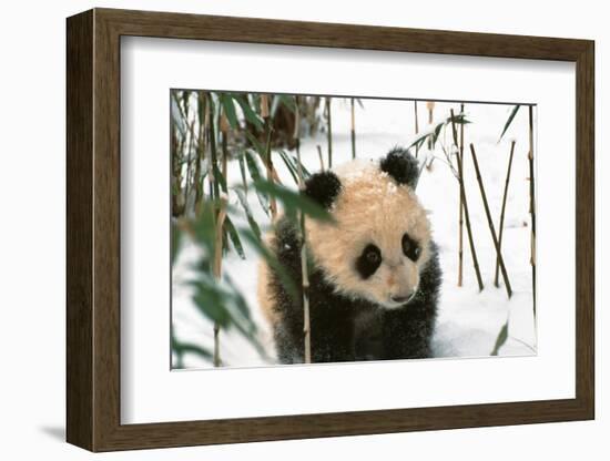 Panda Cub on Snow, Wolong, Sichuan, China-Keren Su-Framed Photographic Print