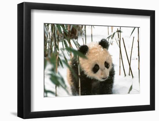 Panda Cub on Snow, Wolong, Sichuan, China-Keren Su-Framed Photographic Print