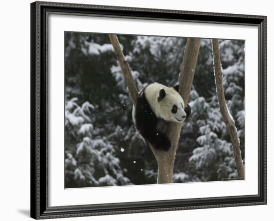 Panda Cub Playing on Tree in Snow, Wolong, Sichuan, China-Keren Su-Framed Photographic Print