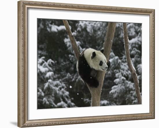 Panda Cub Playing on Tree in Snow, Wolong, Sichuan, China-Keren Su-Framed Photographic Print