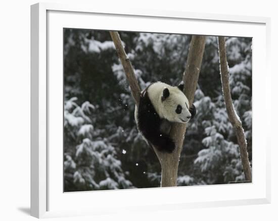 Panda Cub Playing on Tree in Snow, Wolong, Sichuan, China-Keren Su-Framed Photographic Print