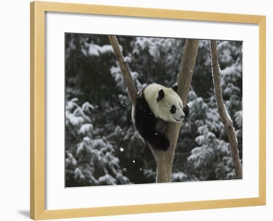 Panda Cub Playing on Tree in Snow, Wolong, Sichuan, China-Keren Su-Framed Photographic Print