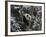 Panda Cub Playing on Tree in Snow, Wolong, Sichuan, China-Keren Su-Framed Photographic Print