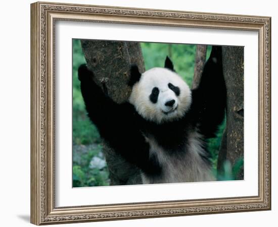 Panda Cub, Wolong, Sichuan, China-Keren Su-Framed Photographic Print