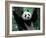 Panda Cub, Wolong, Sichuan, China-Keren Su-Framed Photographic Print