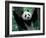 Panda Cub, Wolong, Sichuan, China-Keren Su-Framed Photographic Print