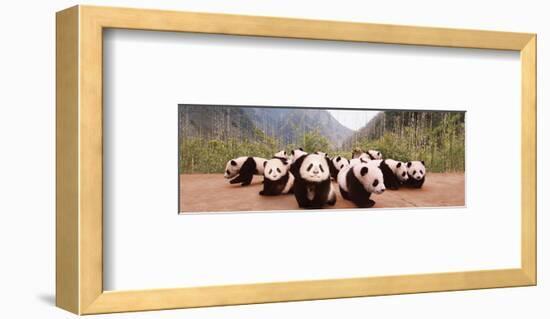 Panda Cubs-null-Framed Art Print