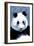 Panda Face - Visit the Zoo-Lantern Press-Framed Premium Giclee Print