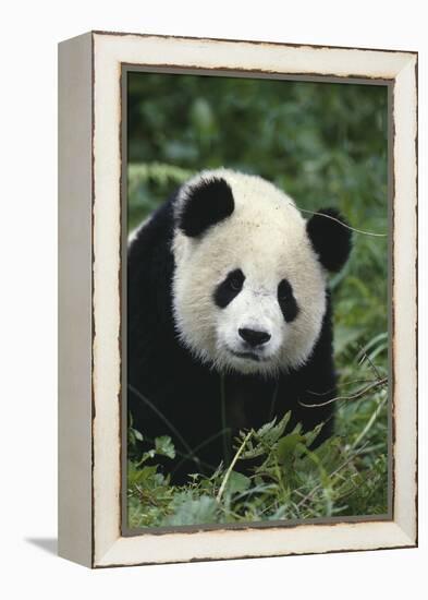 Panda in Grass-DLILLC-Framed Premier Image Canvas