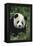 Panda in Grass-DLILLC-Framed Premier Image Canvas