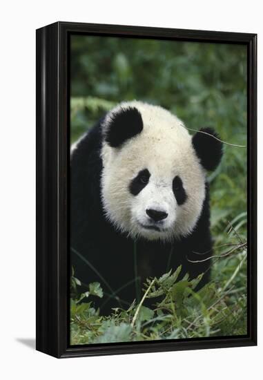 Panda in Grass-DLILLC-Framed Premier Image Canvas