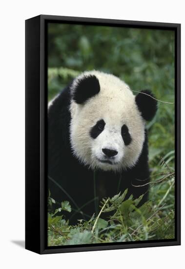 Panda in Grass-DLILLC-Framed Premier Image Canvas